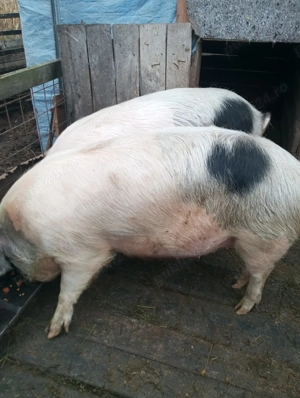 Vând porci  - imagine 2