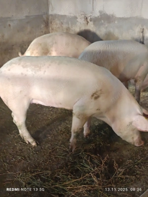 Vănd porci rasă de carne