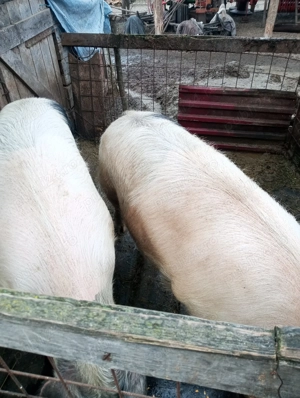 Vând porci  - imagine 4