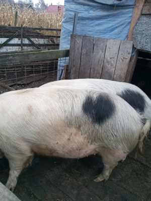 Vând porci  - imagine 4