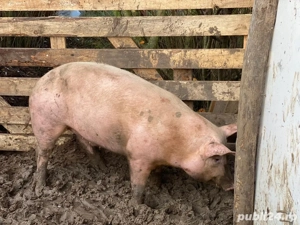porci de vanzare 