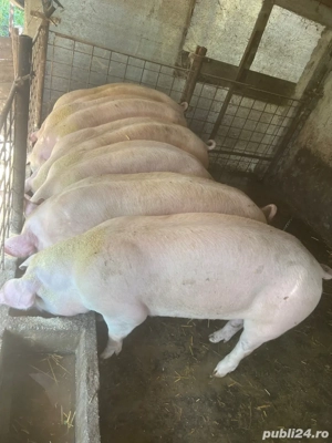 de vinzare pentru craciun 150-160 kg