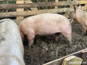 porci de vanzare  - imagine 3