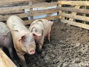 porci de vanzare  - imagine 4