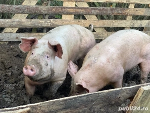 porci de vanzare  - imagine 5