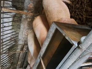 vand porci pentru craciun - imagine 3