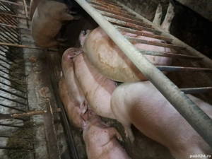 vand porci pentru craciun