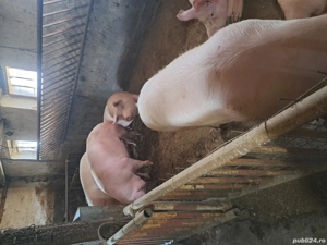 vand porci pentru craciun - imagine 2