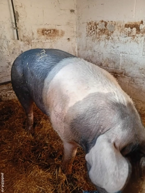 Vând Purcea Bazna cu Pietrean 