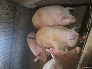 vand porci pentru craciun - imagine 4