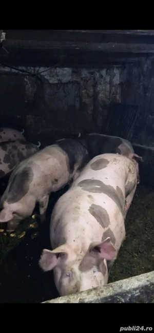 Porci pietrain disponibili! - imagine 2