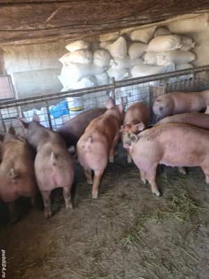 Porci grasi diferite categori