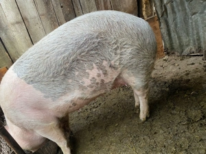 Vand scroafa de  aproximativ 210 kg - imagine 2