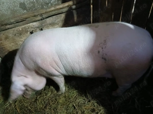 Vînd porc crescut la curte rasă de carne - imagine 3