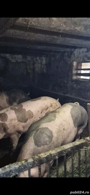 Porci pietrain disponibili! - imagine 5