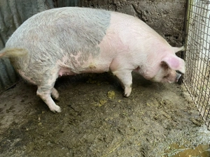 Vand scroafa de  aproximativ 210 kg - imagine 3