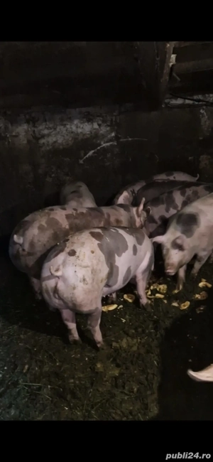 Porci pietrain disponibili! - imagine 3