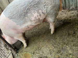 Vand scroafa de  aproximativ 210 kg - imagine 4