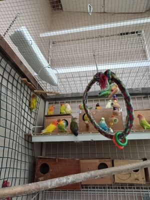 De vînzare agaponis și perusi - imagine 2