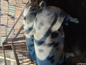 Porci disponibili  - imagine 2