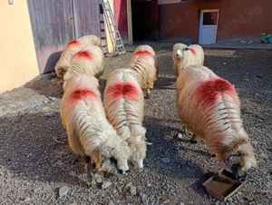 Oi de vanzare bune de tinut - imagine 3