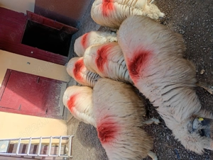 Oi de vanzare bune de tinut - imagine 2