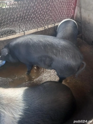 vand porci  - imagine 2