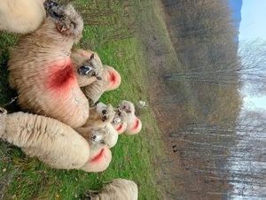 Oi de vanzare bune de tinut