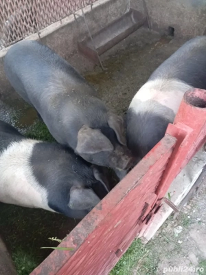 vand porci  - imagine 3