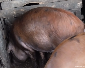 Porc de vânzare în satul Rași!