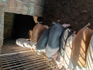 Disponibili purcei  - imagine 2