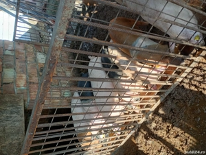 Disponibili purcei  - imagine 3