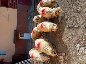 Oi de vanzare bune de tinut - imagine 5