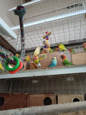 De vînzare agaponis și perusi - imagine 3