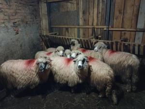 Oi de vanzare bune de tinut - imagine 4