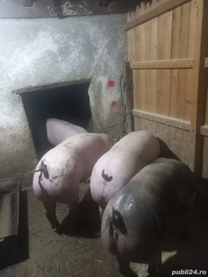 De vanzare purcele de carne si porci de la 90kg la120 