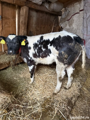 vitea belga 75 de vanzare - imagine 3