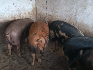 Porci de carne pentru sacrificare  - imagine 3