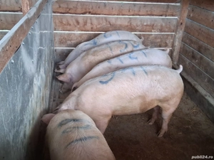 vând porci 120,121,136,144 kg ,Rasa de calitate Marele Alb &Pic, carne  100%!