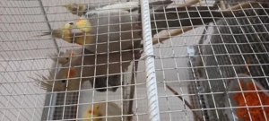 Papagal ninfa caută casă 