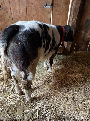 vitea belga 75 de vanzare