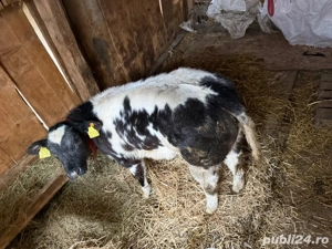 vitea belga 75 de vanzare - imagine 2