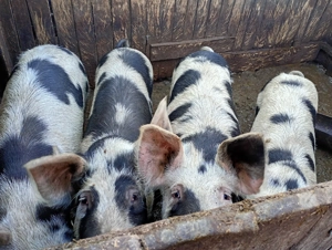 Porci disponibili pentru craciun - imagine 2