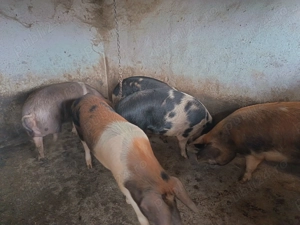 Porci de carne pentru sacrificare  - imagine 4