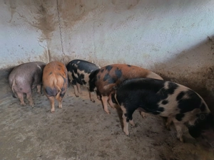 Porci de carne pentru sacrificare  - imagine 5