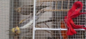 Papagal ninfa caută casă  - imagine 2