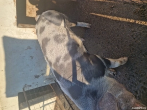 Porci de vînzare - imagine 2