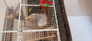 Papagal ninfa caută casă  - imagine 4