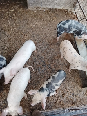 Vand purcei   de 7 saptamani - imagine 2