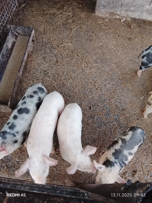 Vand purcei   de 7 saptamani